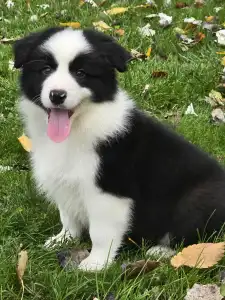 Border Collie - Gingers Heritage Golden Light Of Down