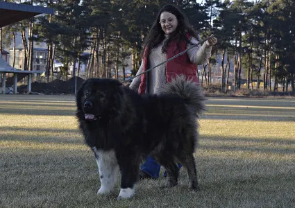 Caucasian Shepherd Dog - Shurik Russtil K.o.