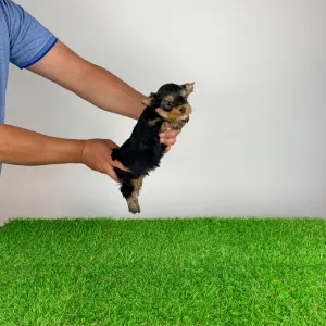 Yorkshire Terrier - Ziggy