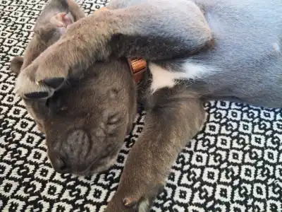 Cane Corso Italiano - Benje