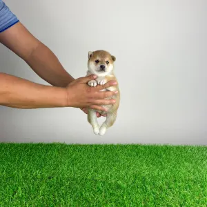 Shiba Inu - Vana