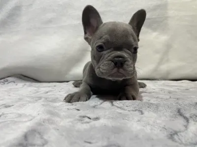 French Bulldog - Boss