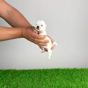 West Highland White Terrier - Kisses