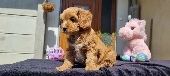 Cavapoo - Teddy