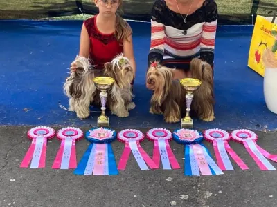 Střední pudl - Giant Miracles Poodle Kennel