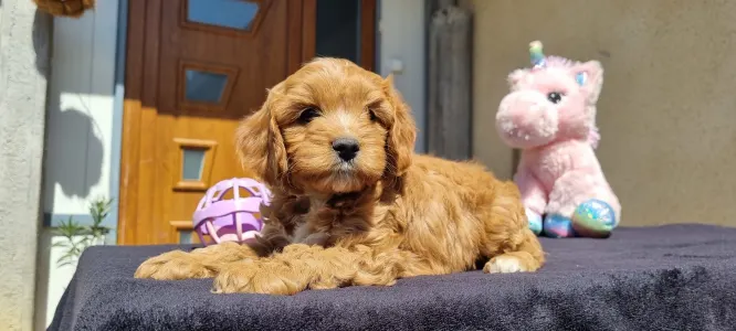 Cavapoo - Teddy