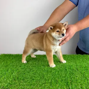 Shiba - Jana
