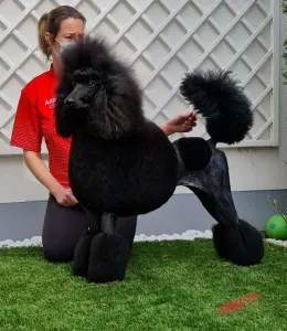 Střední pudl - Velvety Shadows