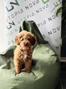 Poodle Miniature - Teodor