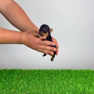 Jorkšírský teriér - Wichtel