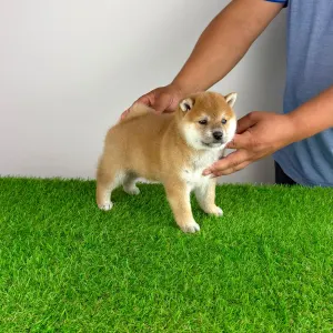 Shiba Inu - Sachi