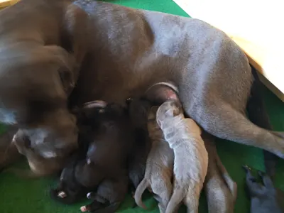 Cane Corso - Billie Ben 
