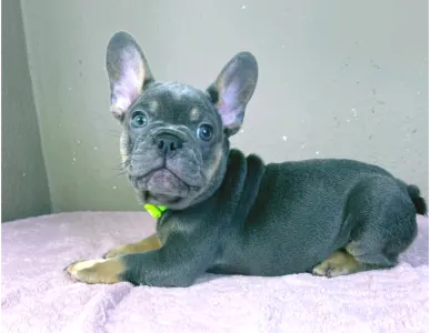 Bulldog francez - Brad