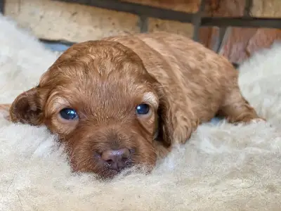 Cavapoo - Nina