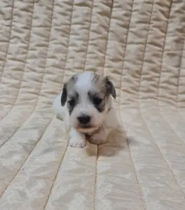 Coton de Tulear - Tony