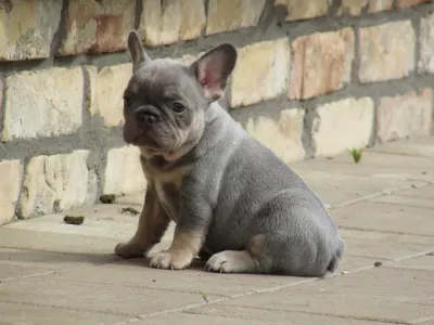 French Bulldog - Frida
