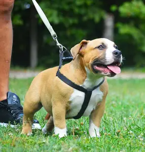 American Bully - Pocket - Artur