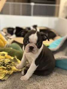 Boston Terrier - Yumba Nero Di Angelo