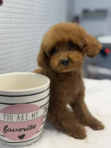 Poodle Toy - Vanda ( Toy/teacup)
