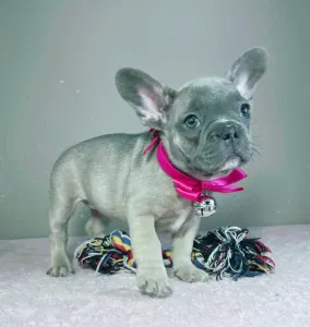 Francia bulldog - Jessica