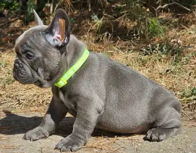 French Bulldog - Sky 