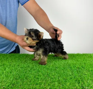 Yorkshire Terrier - Fortuna