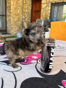 Maltipoo - Bebi