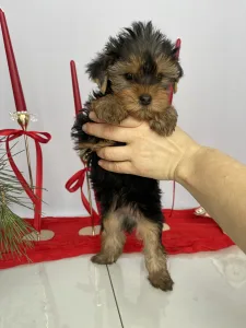 Yorkshire Terrier - Robbie