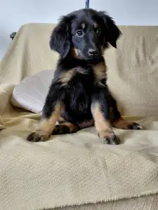 Hovawart - Buda Side Caroll Christmas 