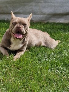 Bouledogue français - Luna Fci Pedigree