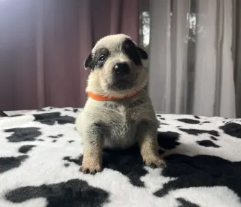 Australian Cattle Dog - Amores Perros