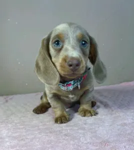 Dachshund - Parker