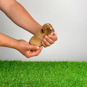 Кавалер кинг-чарльз-спаниель - Luxus