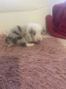 Border Collie - Red Merle Kan