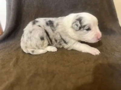 Border Collie - Geraniol