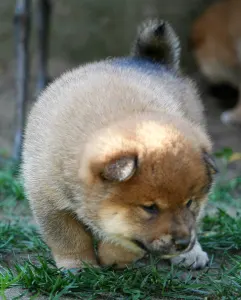 Shiba Inu - Hoshibaru