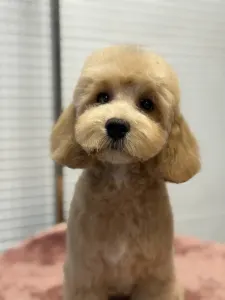 Cavapoo - Haevy