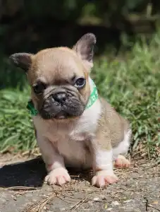 French Bulldog - Hercules