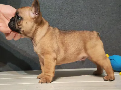 Bulldog francez - E. T.