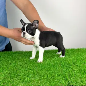 Boston Terrier - Flower 
