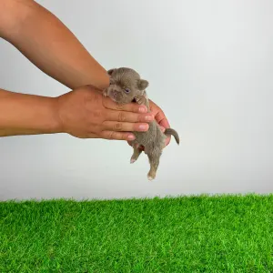 Chihuahua - Henky 