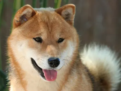 Shiba inu - Hoshibaru