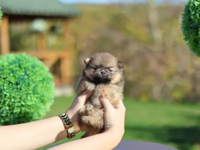 German Pomeranian Spitz - Mona๐ฉท