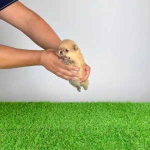 Pomeranian - Siena