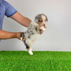Australian Shepherd - Wolf