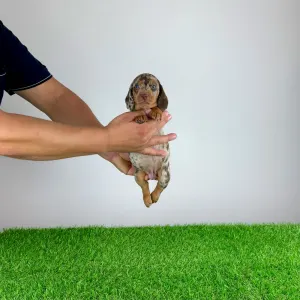 Jamnik - Doggy