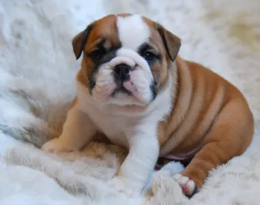 Angol bulldog - Rengőhegyi-ormán Leopold