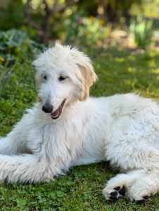 Afghan Hound - Yahya