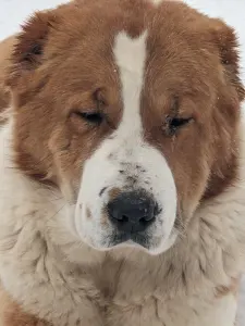 Central Asia Shepherd Dog - Vezir Iz Zamka Larisi