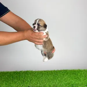 Welsh Corgi Pembroke - Blanca